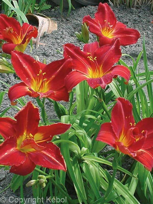 Hemerocallis Anzac
