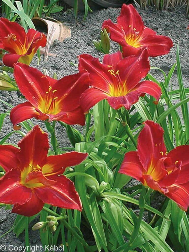 Hemerocallis Anzac