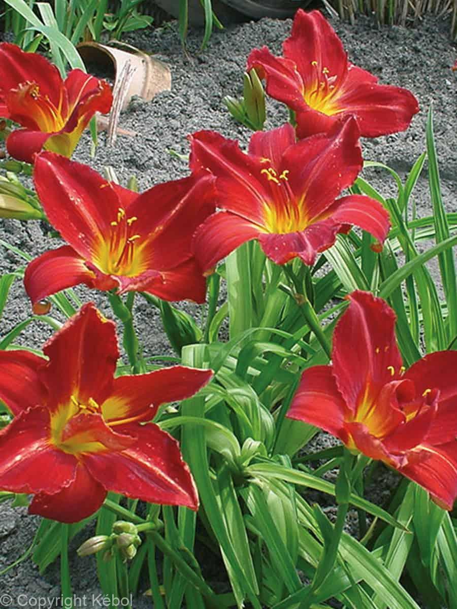 Hemerocallis Anzac