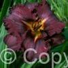 Hemerocallis Black Stockings