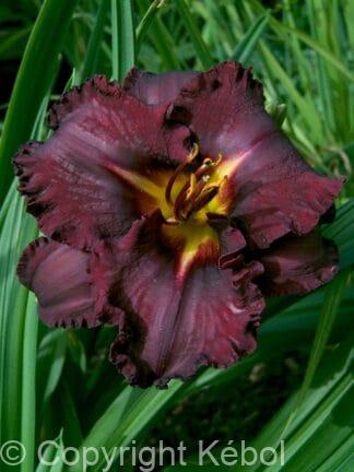 Hemerocallis Black Stockings - bag