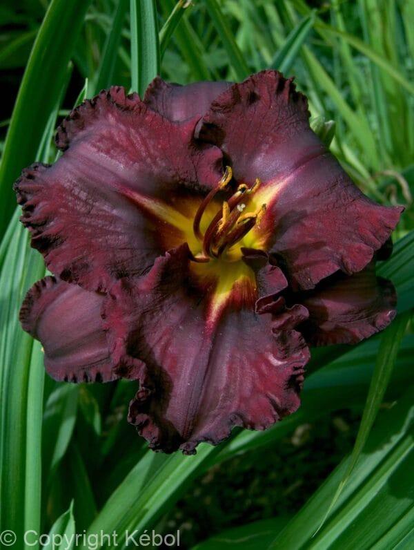 Hemerocallis Black Stockings