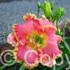 Hemerocallis Diva's Choice