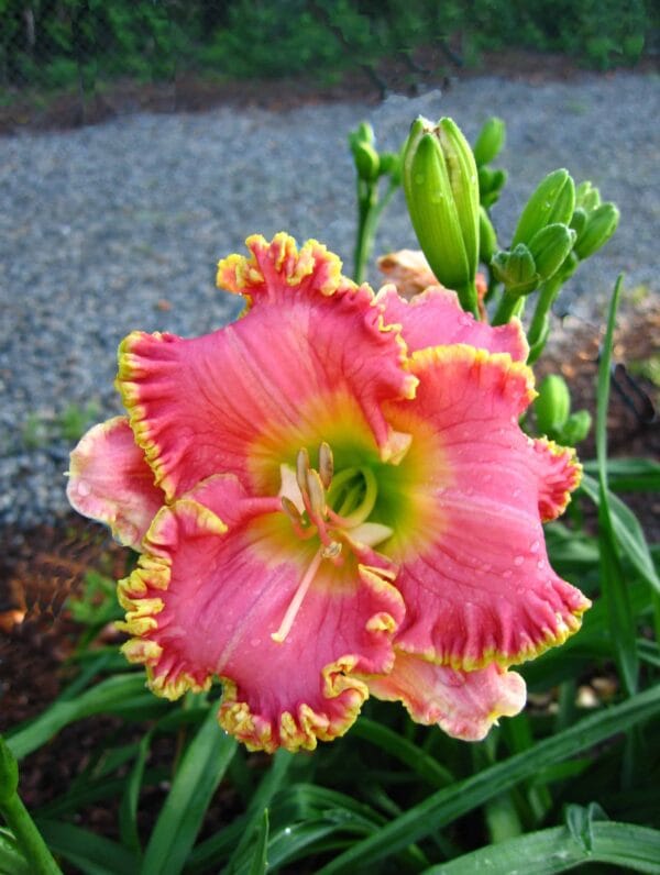 Hemerocallis Diva's Choice - bag