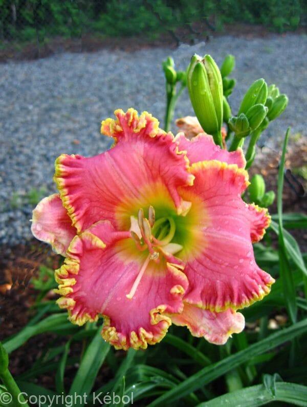 Hemerocallis Diva's Choice