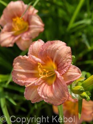 Hemerocallis EveryDaylily Rose - bag