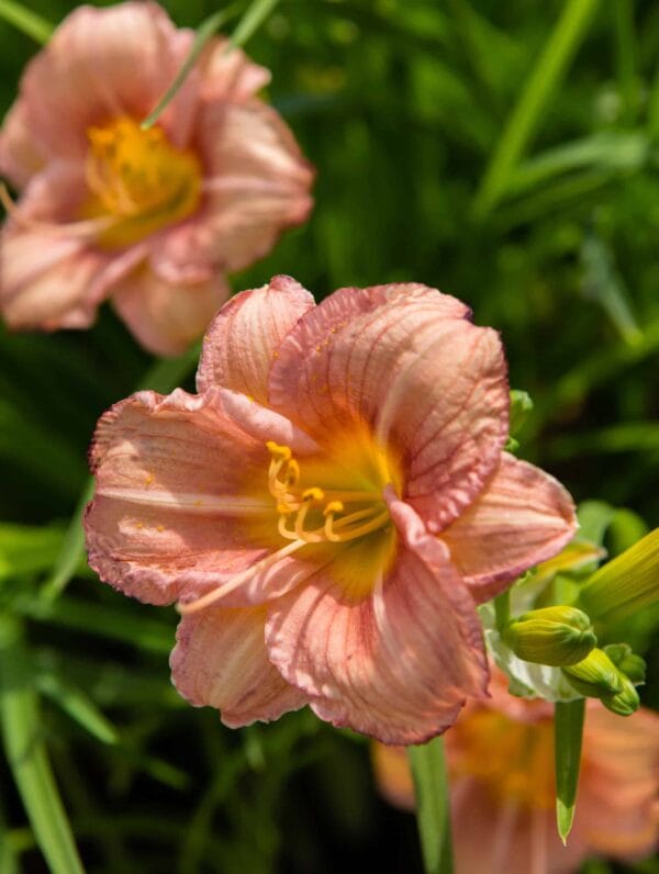 Hemerocallis EveryDaylily Rose - bag