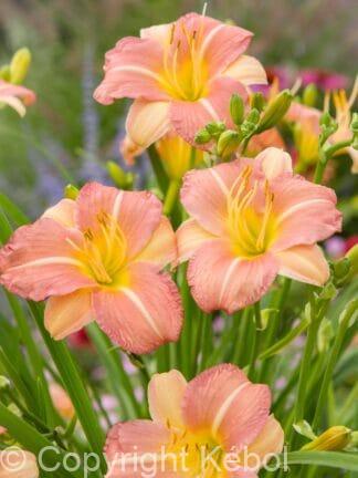 Hemerocallis EveryDaylily Pink Cream - bag
