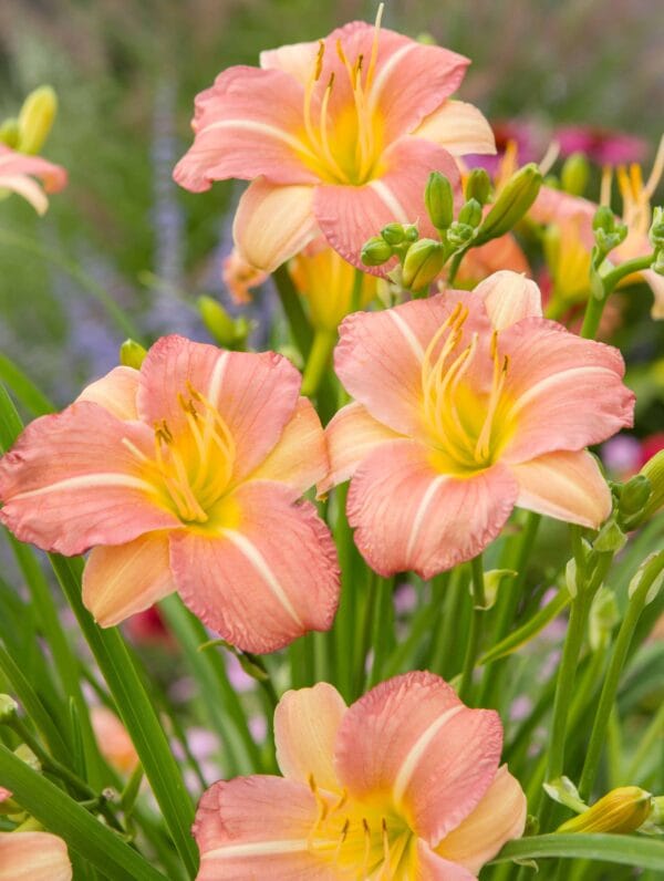 Hemerocallis EveryDaylily Pink Cream - bag