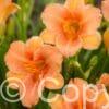 Hemerocallis Every Daylily Pink Wing