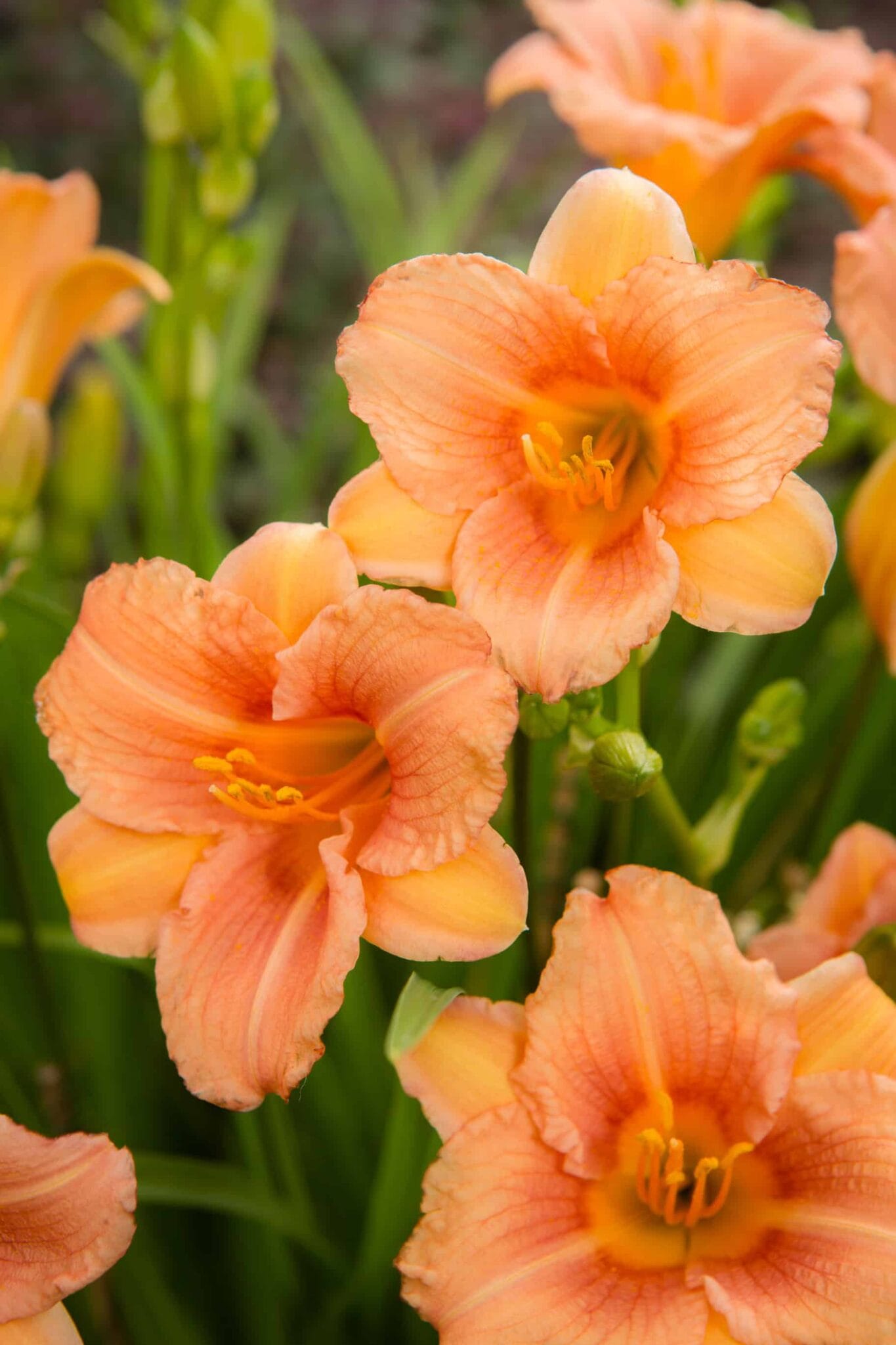 Hemerocallis Every Daylily Pink Wing
