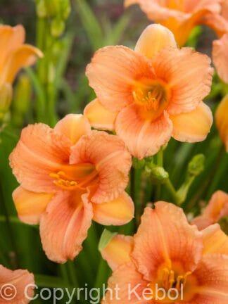 Hemerocallis EveryDaylily Pink Wing - case