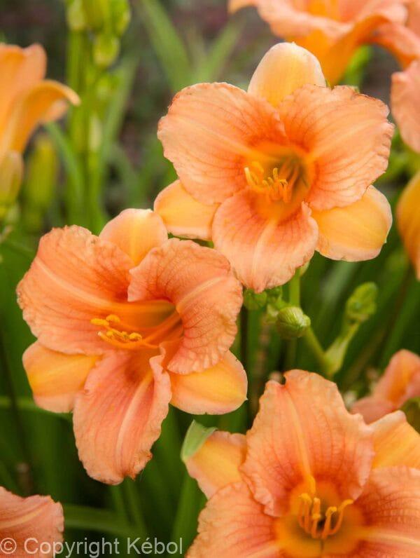 Hemerocallis Every Daylily Pink Wing