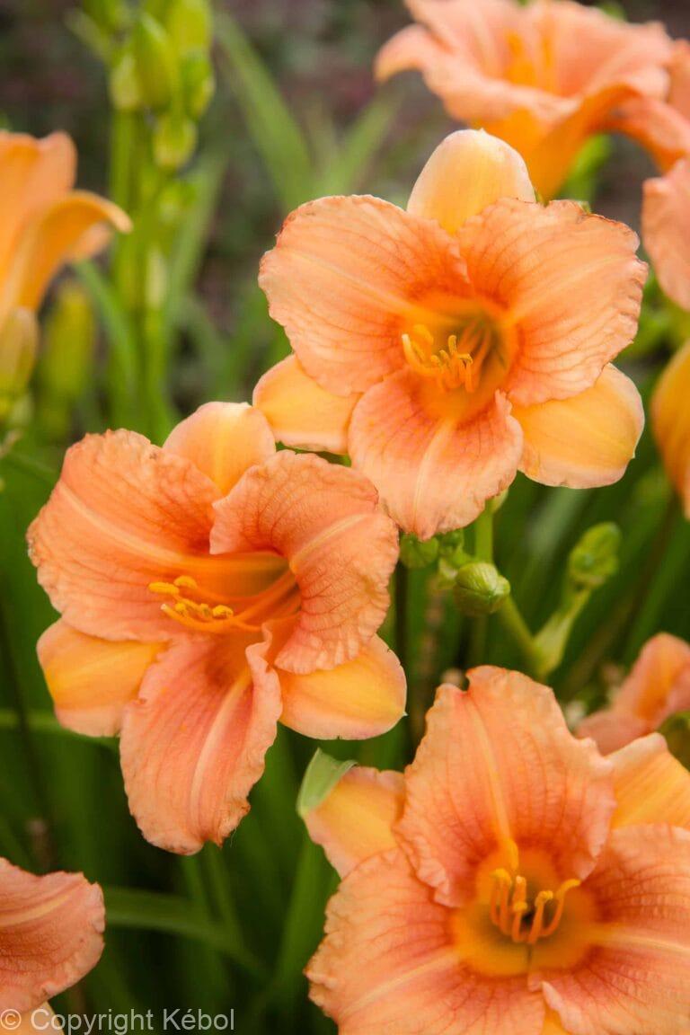 Hemerocallis Every Daylily Pink Wing