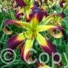Hemerocallis Helix