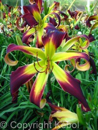 Hemerocallis Helix - bag