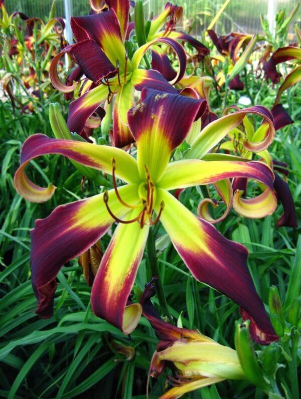 Hemerocallis Helix - bag