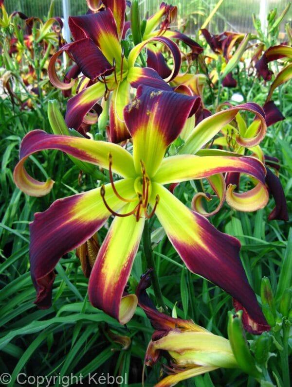 Hemerocallis Helix