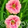 Hemerocallis Little Anne Rosa