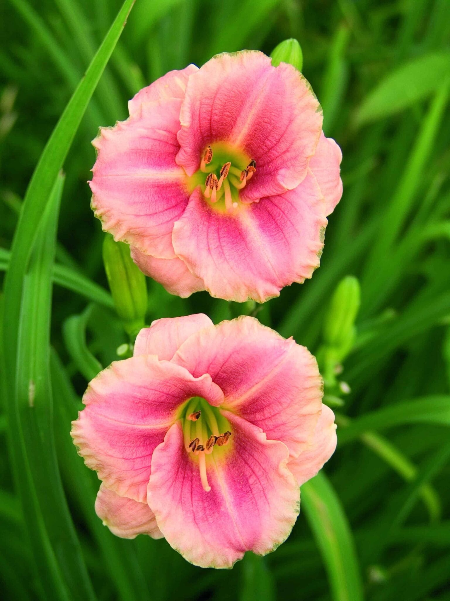 Hemerocallis Little Anne Rosa