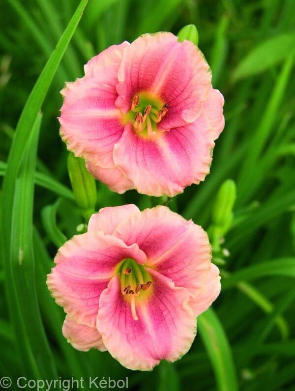 Hemerocallis Little Anne Rosa