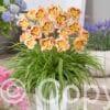 Hemerocallis London Eye