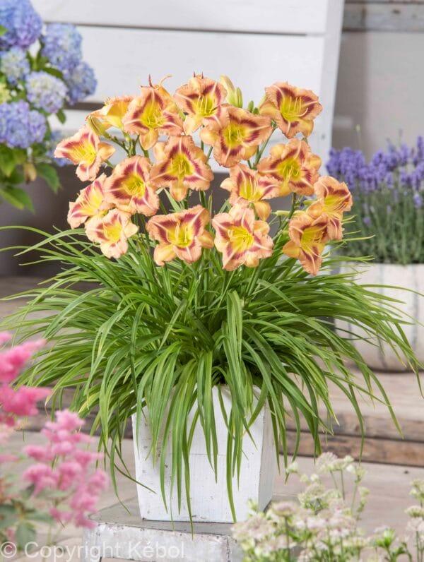 Hemerocallis London Eye