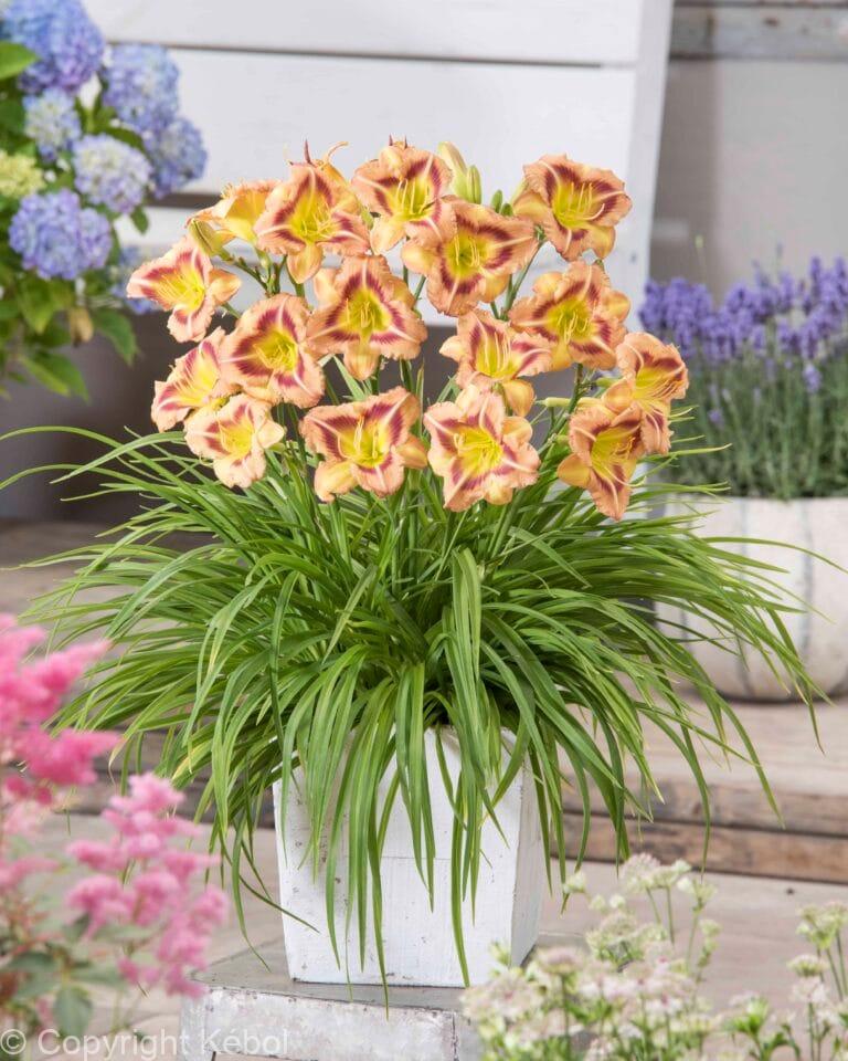 Hemerocallis London Eye