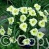 Hemerocallis Longfields Pearl