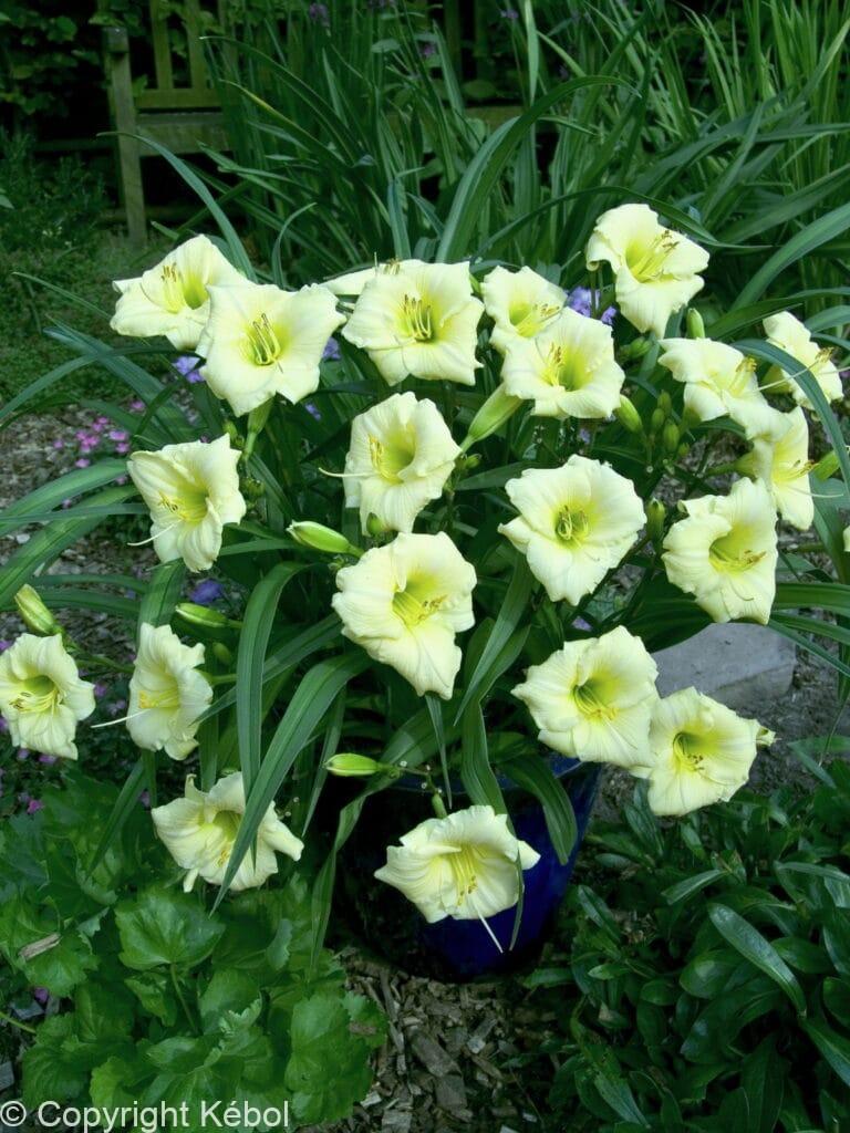 Hemerocallis Longfields Pearl