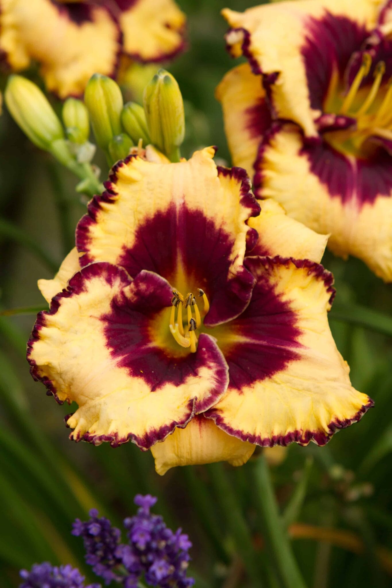 Hemerocallis Open My Eyes