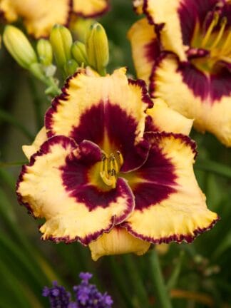 Hemerocallis Open My Eyes - bag