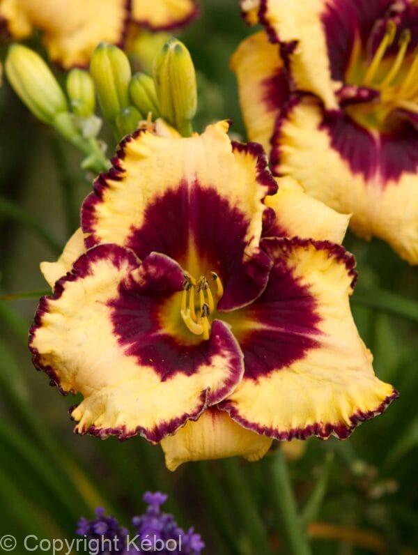 Hemerocallis Open My Eyes