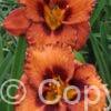 Hemerocallis San Luis Halloween