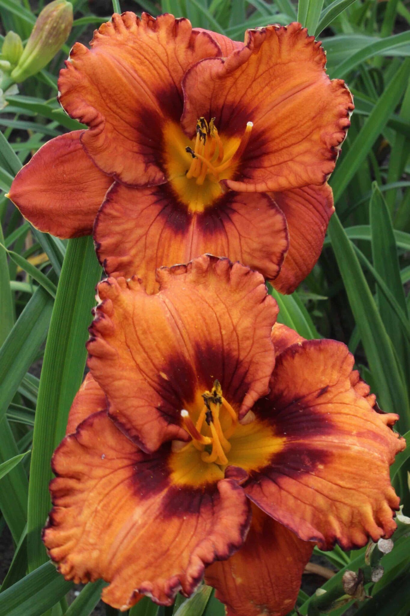 Hemerocallis San Luis Halloween