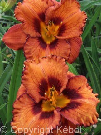Hemerocallis San Luis Halloween - case