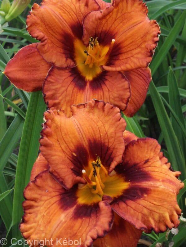 Hemerocallis San Luis Halloween