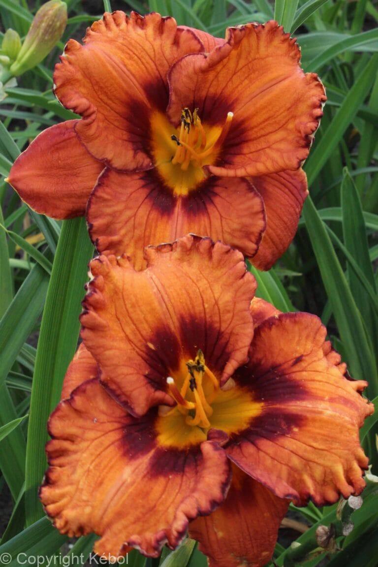 Hemerocallis San Luis Halloween
