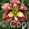 Hemerocallis Spacecoast Behaviour Pattern