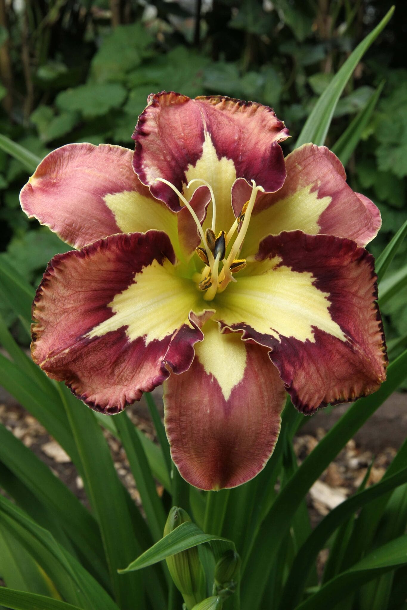Hemerocallis Spacecoast Behaviour Pattern