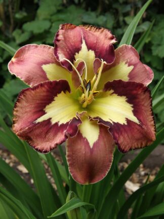 Hemerocallis Spacecoast Behaviour Pattern - bag