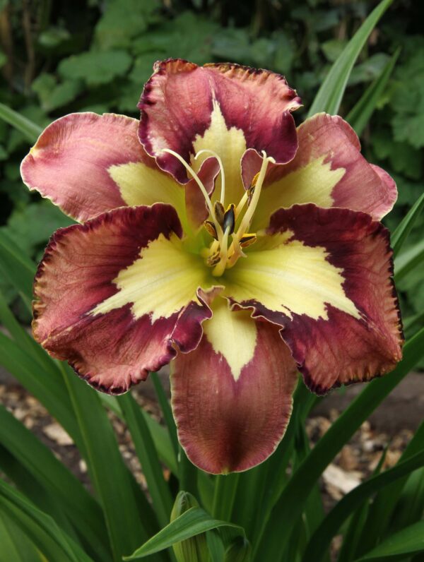 Hemerocallis Spacecoast Behaviour Pattern - case