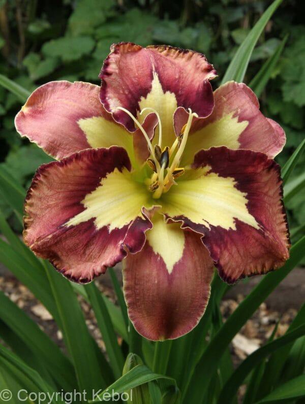 Hemerocallis Spacecoast Behaviour Pattern