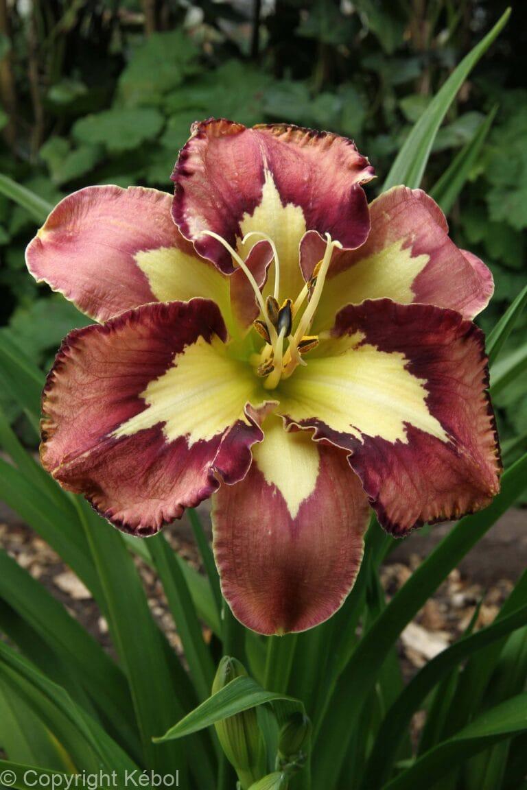 Hemerocallis Spacecoast Behaviour Pattern