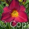 Hemerocallis Stella in Red