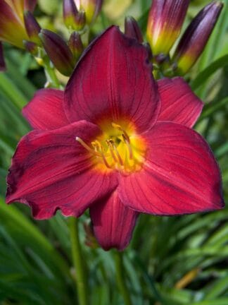 Hemerocallis Stella in Red - case