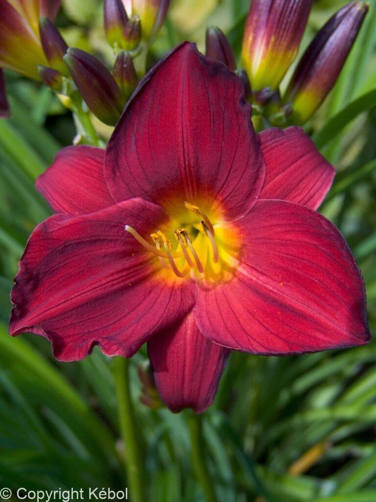 Hemerocallis Stella in Red