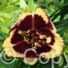 Hemerocallis Tiger Blood