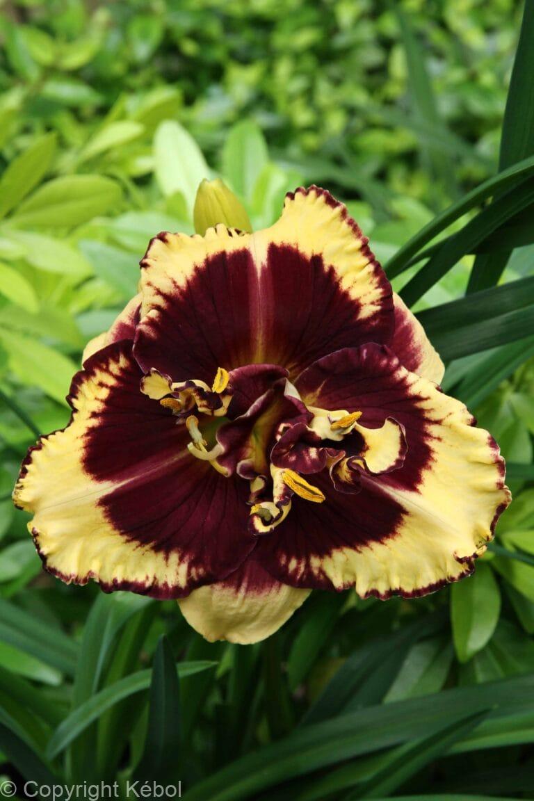 Hemerocallis Tiger Blood