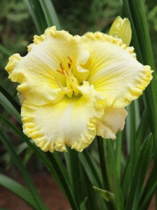 Hemerocallis Trendy Design - bag